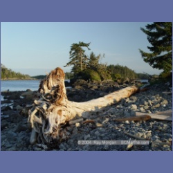 2004_7127_Clifford_Bay_Aristazabal_Island.html