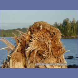 2004_7129_Clifford_Bay_Aristazabal_Island.html