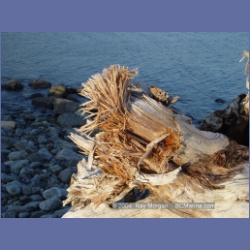 2004_7130_Clifford_Bay_Aristazabal_Island.html