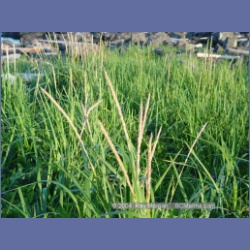 2004_7139_Clifford_Bay_Aristazabal_Island.html