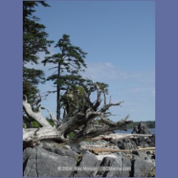 2004_7190_Clifford_Bay_Aristazabal_Island.html