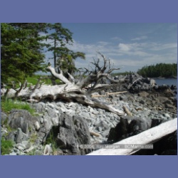 2004_7192_Clifford_Bay_Aristazabal_Island.html