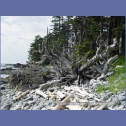 2004_7196_Clifford_Bay_Aristazabal_Island.html