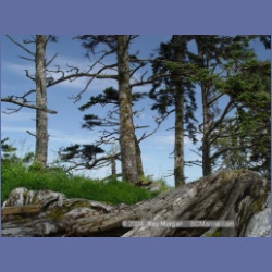 2004_7198_Clifford_Bay_Aristazabal_Island.html