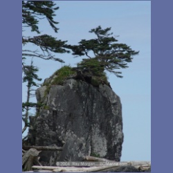 2004_7201_Clifford_Bay_Aristazabal_Island.html