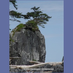 2004_7202_Clifford_Bay_Aristazabal_Island.html