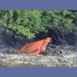 2003_3697_Columbia_Cove_Brooks_Peninsula.html