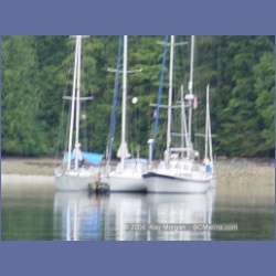 2003_3708_Columbia_Cove_Brooks_Peninsula.html