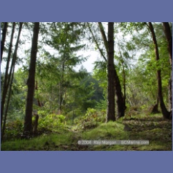 2003_1316_Conover_Cove.html