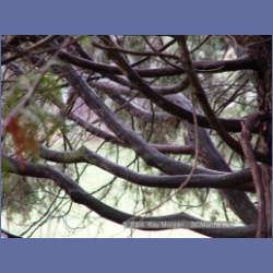 2004_5803_Conover_Cove.html