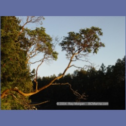 2004_6044_Conover_Cove.html