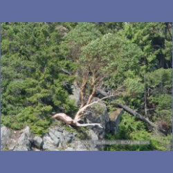 2005_2396_The_Last_Arbutus.html