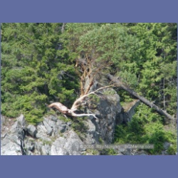 2005_2397_The_Last_Arbutus.html
