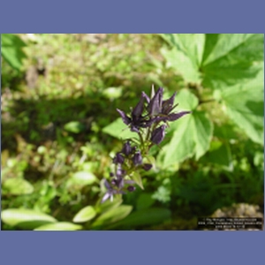 2006_2166_Coronation_Island_Alaska.JPG