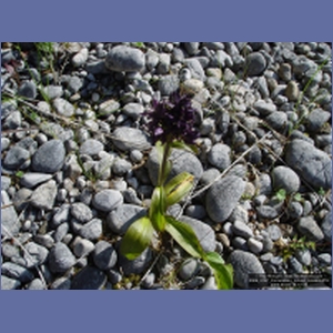 2006_2167_Coronation_Island_Alaska.JPG