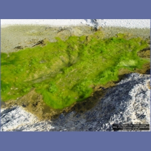 2006_2194_Coronation_Island_Alaska.JPG