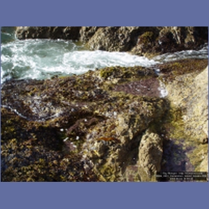 2006_2201_Coronation_Island_Alaska.JPG