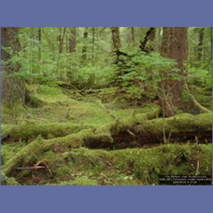 2006_2241_Coronation_Island_Alaska.JPG