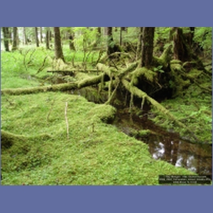 2006_2242_Coronation_Island_Alaska.JPG