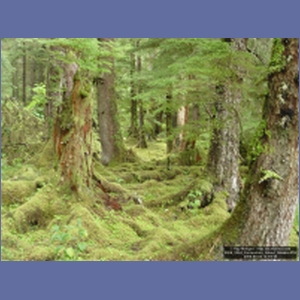 2006_2244_Coronation_Island_Alaska.JPG