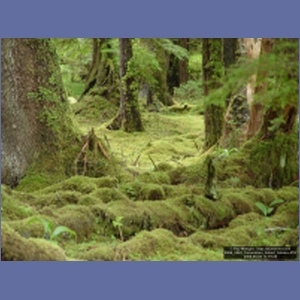 2006_2245_Coronation_Island_Alaska.JPG