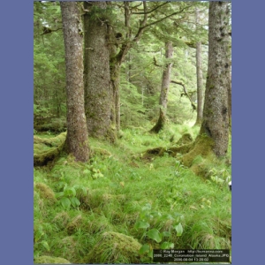 2006_2246_Coronation_Island_Alaska.JPG