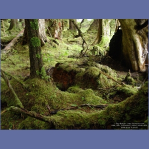 2006_2247_Coronation_Island_Alaska.JPG