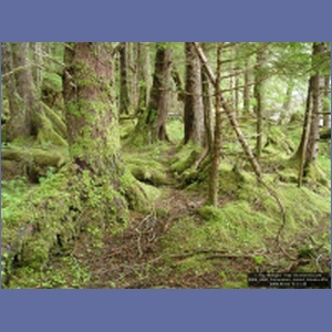 2006_2248_Coronation_Island_Alaska.JPG