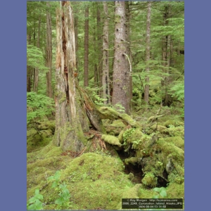 2006_2249_Coronation_Island_Alaska.JPG