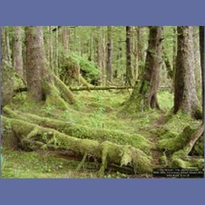 2006_2250_Coronation_Island_Alaska.JPG