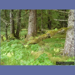 2006_2256_Coronation_Island_Alaska.JPG