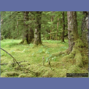 2006_2257_Coronation_Island_Alaska.JPG