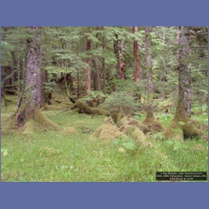 2006_2258_Coronation_Island_Alaska.JPG