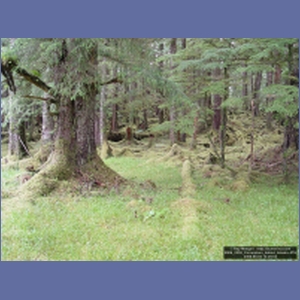 2006_2259_Coronation_Island_Alaska.JPG