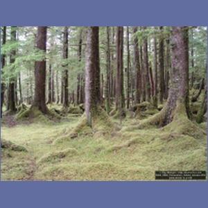 2006_2260_Coronation_Island_Alaska.JPG