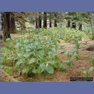 2006_2263_Coronation_Island_Alaska.JPG
