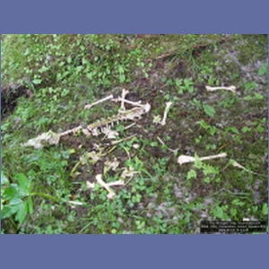 2006_2265_Coronation_Island_Alaska.JPG