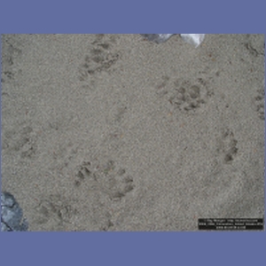2006_2266_Coronation_Island_Alaska.JPG