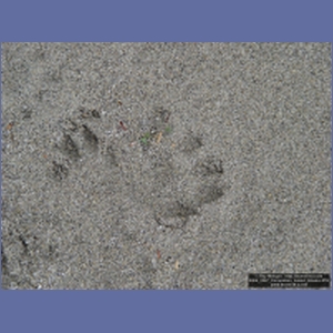 2006_2267_Coronation_Island_Alaska.JPG