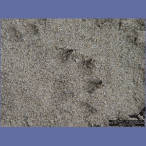 2006_2271_Coronation_Island_Alaska.JPG