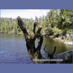 2002_759_Chicken_Cove_Kitasoo_Bay.html