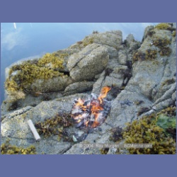 2003_4458_Cowards_Cove_Kitasoo_Bay.html