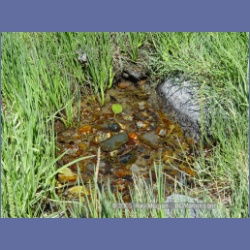 2005_0569_Cutter_Cove_Log_Spill.html