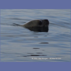 2004_6885_Day_Point_Anchorage_McInnes_Island.html