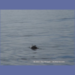 2004_6887_Day_Point_Anchorage_McInnes_Island.html