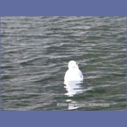 2003_4986_Desolation_Sound.html