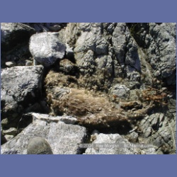 2002_047_Diana_Island_BarkleySound.html