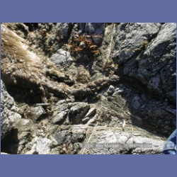 2002_048_Diana_Island_DeadOtter.html