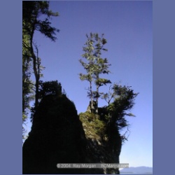 2002_062_Diana_Island_BarkleySound.html
