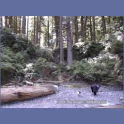 2002_070_Diana_Island_BarkleySound.html